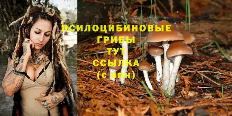 Галлюциногенные грибы Cubensis  Муравленко 