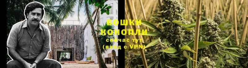 Конопля Ganja  Муравленко 